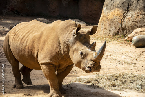 The white rhinoceros (Ceratotherium simum) is the largest extant species of rhinoceros. It has a wide mouth used for grazing and is the most social of all rhino species.