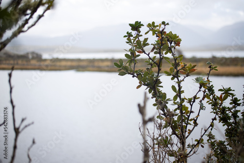 Calafate