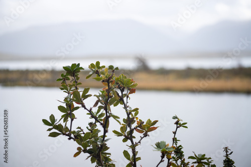 Flor calafate