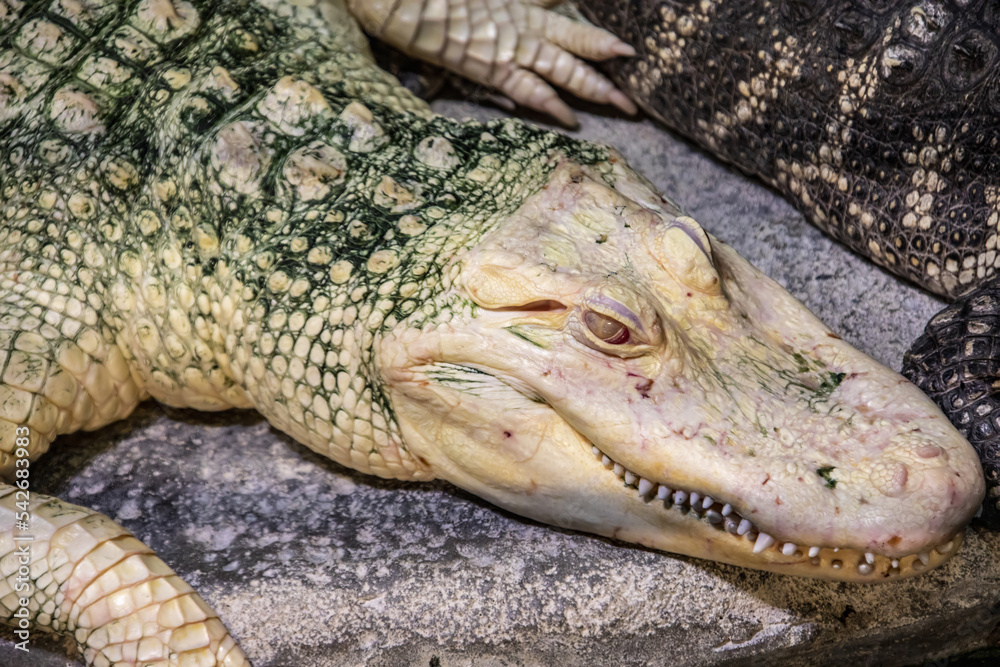 Fototapeta premium the closeup image of albino American alligator (Alligator mississippiensis), is a large crocodilian reptile native to the Southeastern United States, with a small population in Mexico.