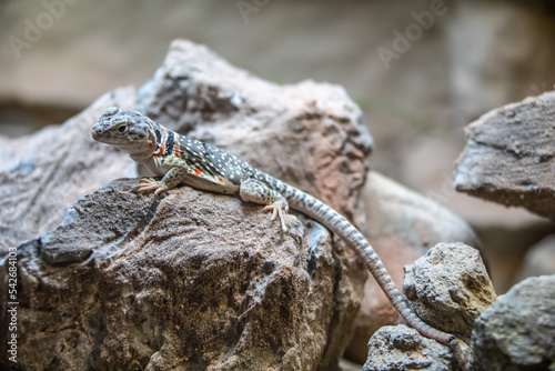 The common collared lizard (Crotaphytus collaris) is a North American species of lizard in the family Crotaphytidae. The name comes from the lizard's distinct coloration. photo