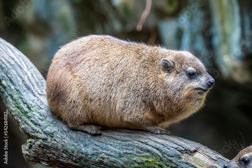 a Rock hyrax stands alone.
it is a medium-sized terrestrial mammal native to Africa and the Middle East.
The rock hyrax is found at elevations up to 4,200 metres in habitats with rock crevices 