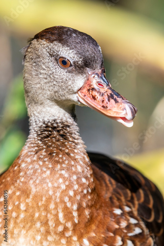 The spotted whistling duck  Dendrocygna guttata  is a member of the duck family Anatidae. It is distributed throughout the southern Philippines  Wallacea and New Guinea. 