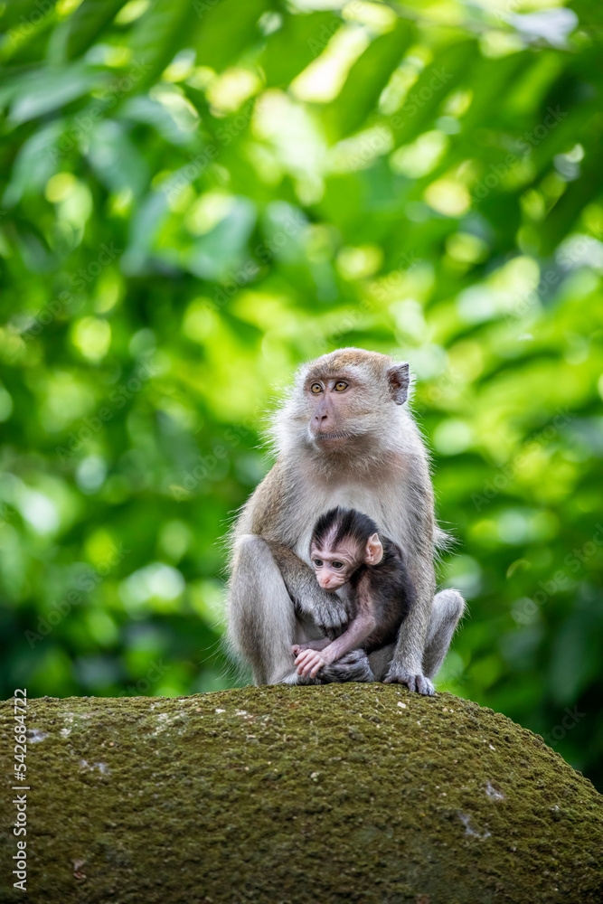 The wild baby crab-eating macaque in Singapore Zoo.
A primate native to Southeast Asia
It has a long history alongside humans, more recently, the subject of medical experiments. The wild baby crab-eating macaque in Singapore Zoo.
A primate native to Southeast Asia
It has a long history alongside humans, more recently, the subject of medical experiments.
