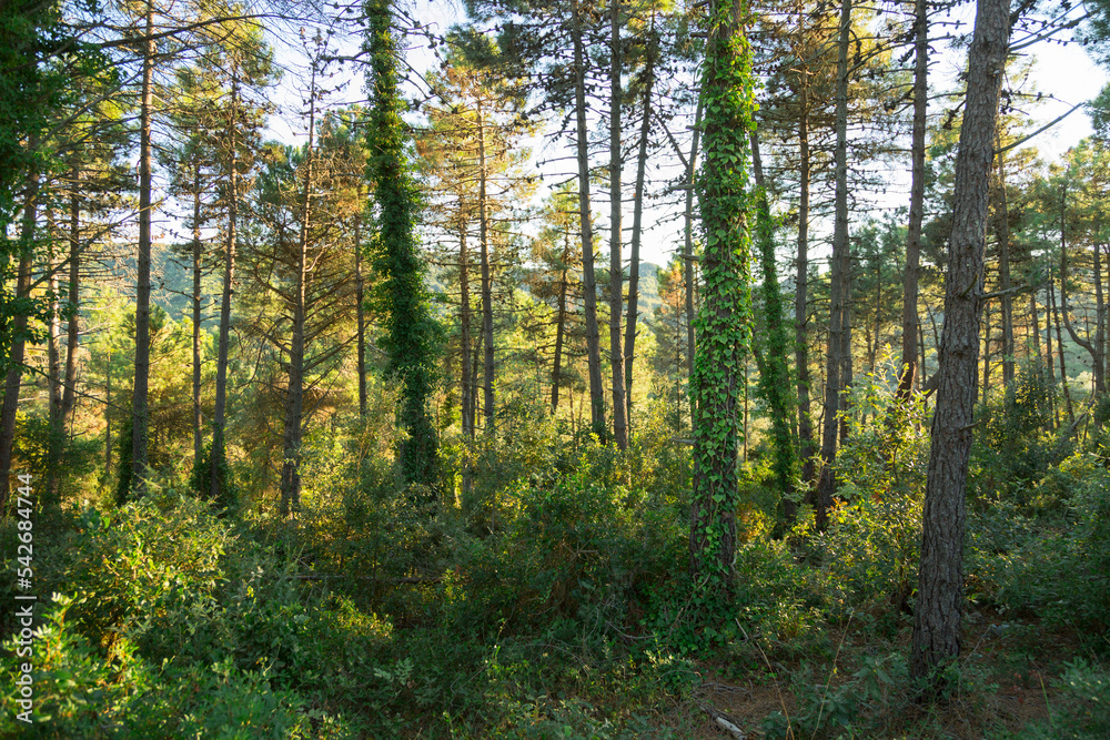 Green forest with the overgrowing ivy on one tree
Green forest with the overgrowing ivy on one tree