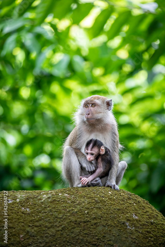 The wild baby crab-eating macaque  in Singapore Zoo.
A primate native to Southeast Asia 
It has a long history alongside humans, more recently, the subject of medical experiments.