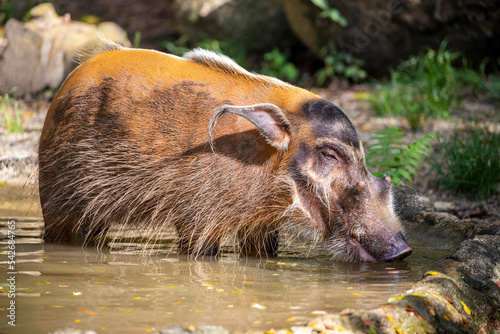 The red river hog (Potamochoerus porcus) stands in the pond. It is a wild member of the pig family living in Africa, with most of its distribution in the Guinean and Congolian forests. photo