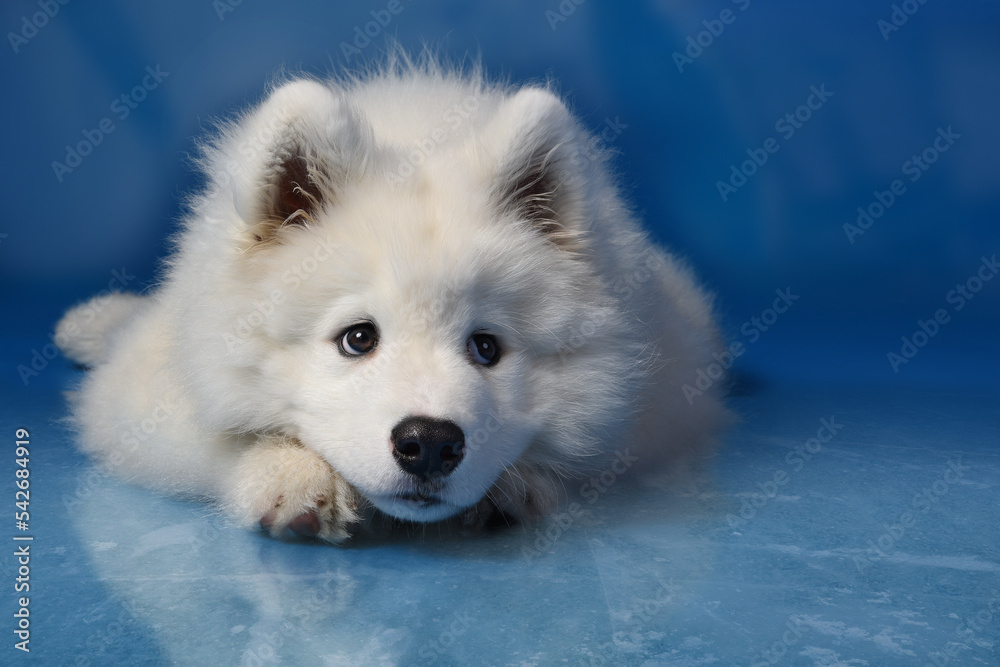 Fototapeta premium Samojede Welpe