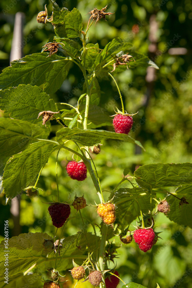 Ripe and unripe raspberry in the fruit garden. Growing natural bush of raspberry. Branch of raspberry in sunlight. Ripe and unripe raspberry in the fruit garden. Growing natural bush of raspberry. Branch of raspberry in sunlight.