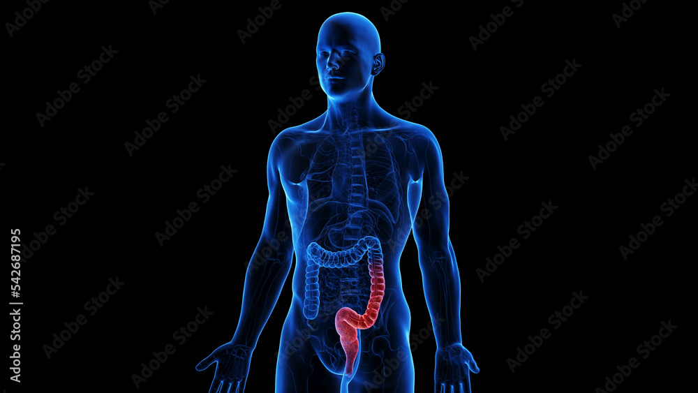 medical illustration medical illustration