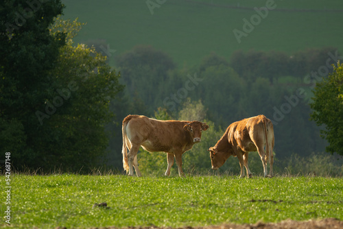 Limousin meat cattle cows in meadow