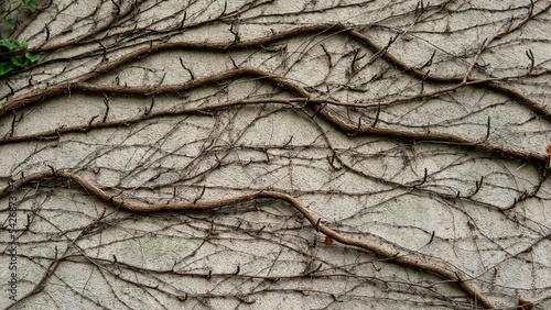 close up of a tree bark on the wall 