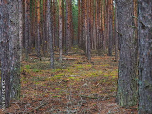 slender trees of the pine forest in autumn