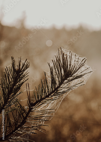 Nahaufnahme bei Gegenlicht 