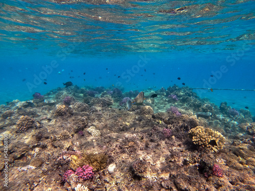 Naso annulatus fish known as Whitemargin Unicorn fish on his coral reef in the Red Sea, Egypt.. © kostik2photo