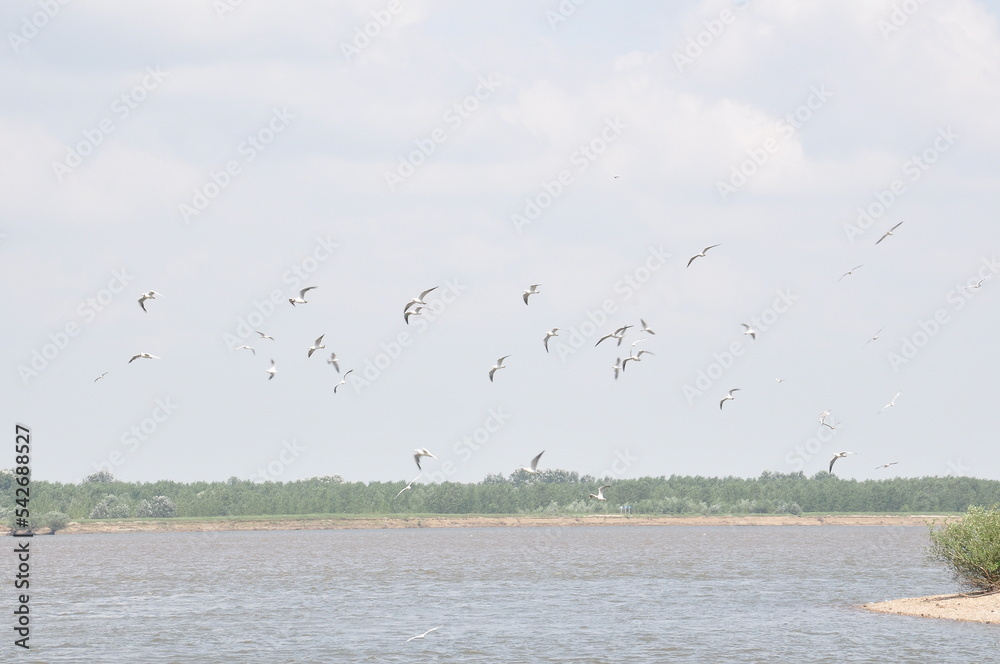 River Danube's bird fly