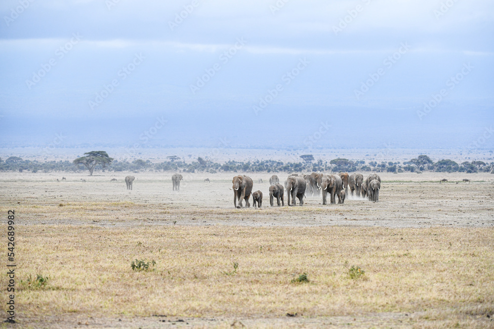 Obraz premium Elefanten im Amboseli und Masai Mara Nationalpark