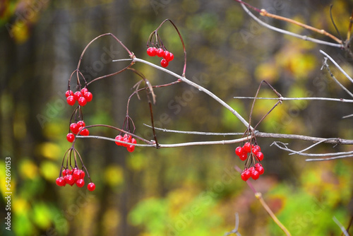 Ripe bright red bunches of viburnum berries