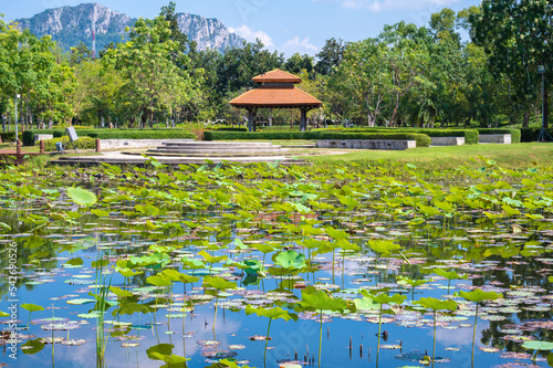 View lotus pond in Chalermprakiat garden or public park in EGAT Mae Moh Lampang at Thailand. photo