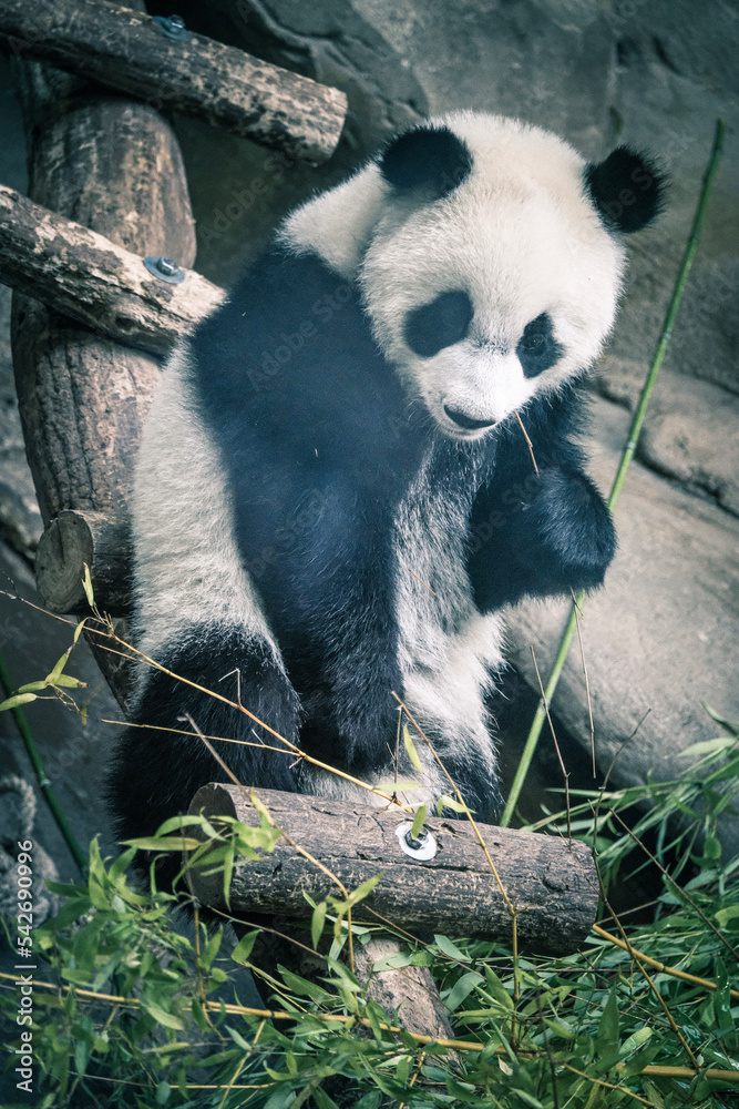 Obraz premium panda eating