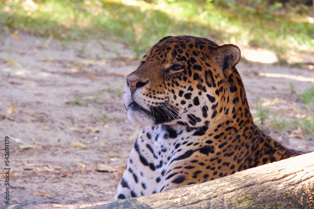 Fototapeta premium leopard in zoo