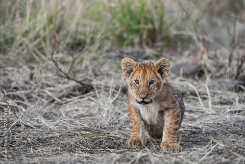 Löwen im Amboseli und Masai Mara Nationalpark