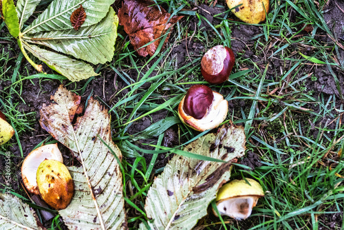 Wet chestnuts in the rain. Autumn leaves. Deep autumn. Bad weather.
