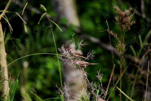 ave bico de lacre - estrilda astrild  photo