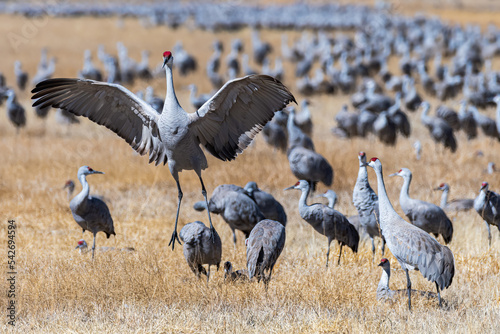 Migrating Greater Sandhill Cranes in Monte Vista, Colorado photo