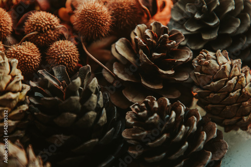 still life of cones and dried flowers