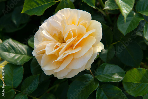 Photography Julia Child Roses - absolutely Fabulous rose, golden floribunda rose blooming wi
