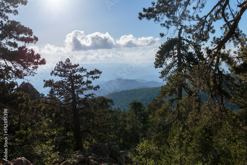 Coniferous forest in the mountains and peaks view