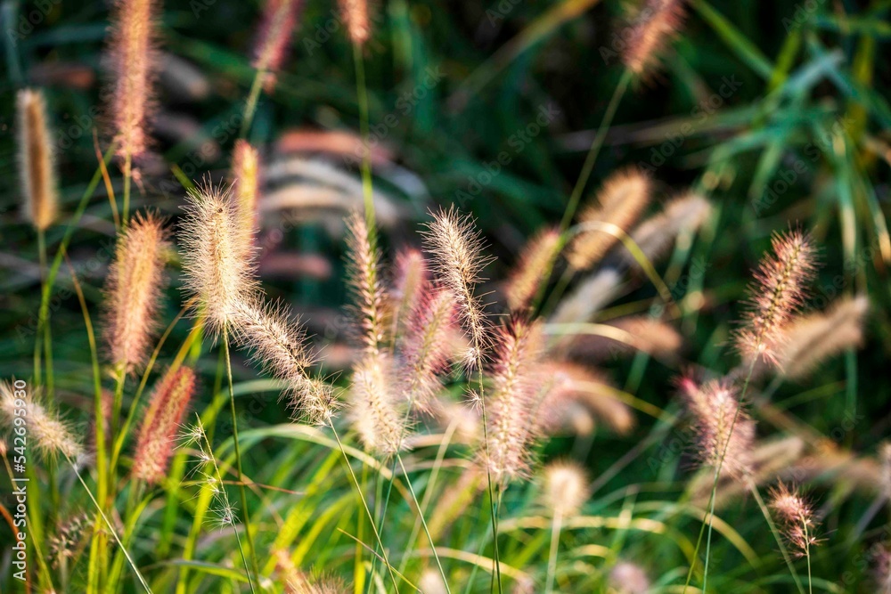 Obraz premium 버들강아지