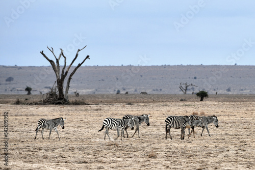 Zebras im Amboseli und Masai Mara Nationalpark