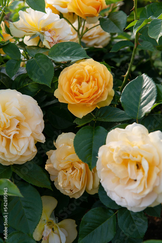 Julia Child Roses - absolutely Fabulous rose  golden floribunda rose blooming with yellow flowers in garden or park at spring