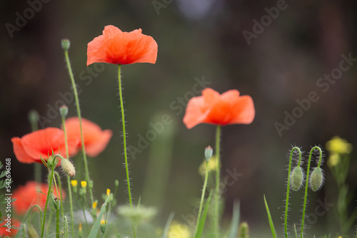Poppy flowers in the garden. Beautiful tall red flowers on a brown background growing in the grass.