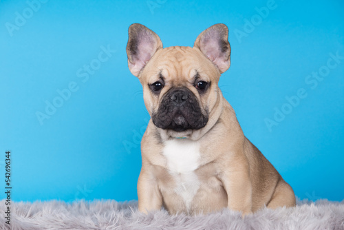 Fototapeta Naklejka Na Ścianę i Meble -  dog breed french bulldog