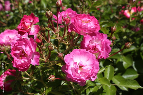 Pink roses (grade Pink Amorina, De Ruiter Innovations B. V.) in Moscow garden. Buds, inflorescence of flower closeup. Summer nature. Postcard with pink rose. Roses blooming. Pink flowers, rose blossom photo