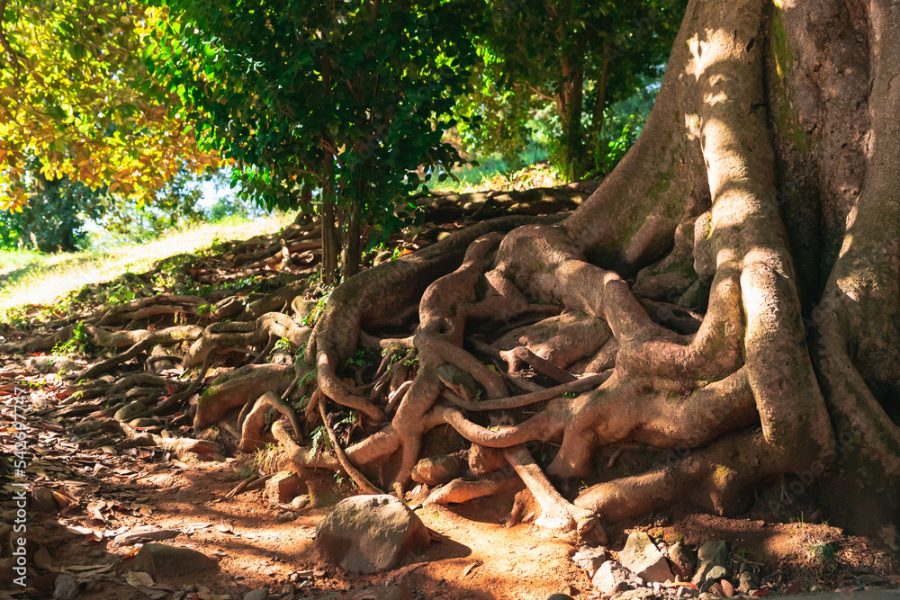 Fototapeta premium A dreamlike picture of the roots of a huge ancient tree mixed up with each other and a path winding in an arc and going into the distance among the greenery