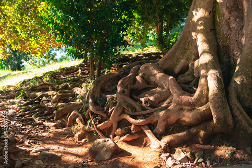 A dreamlike picture of the roots of a huge ancient tree mixed up with each other and a path winding in an arc and going into the distance among the greenery