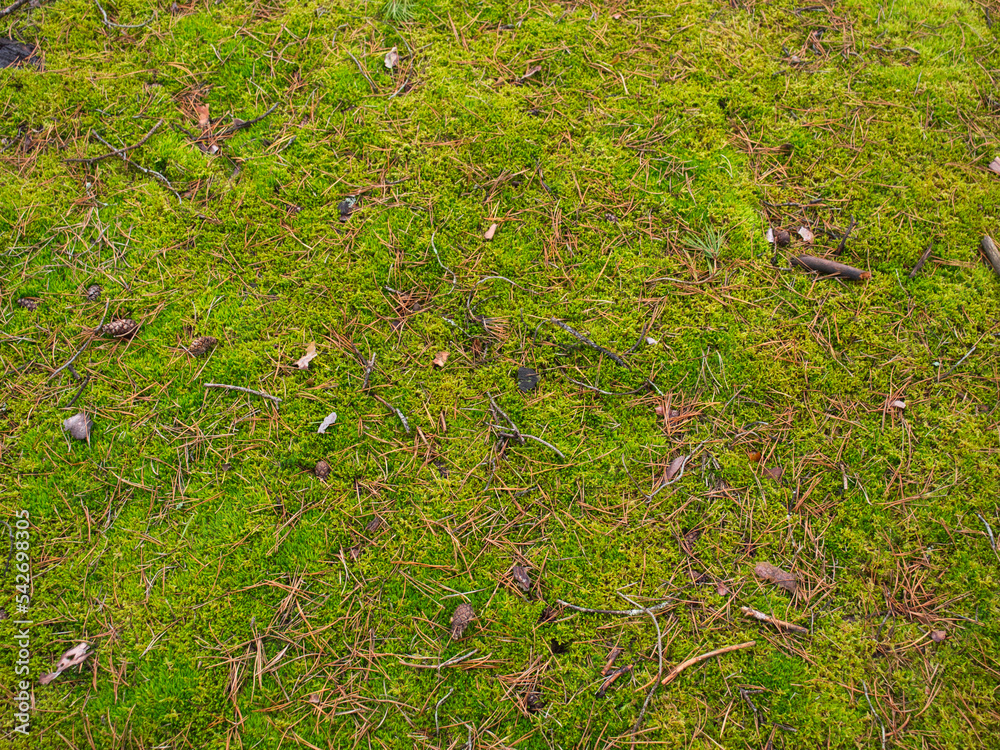 soft fluffy moss in a pine forest in autumn soft fluffy moss in a pine forest in autumn