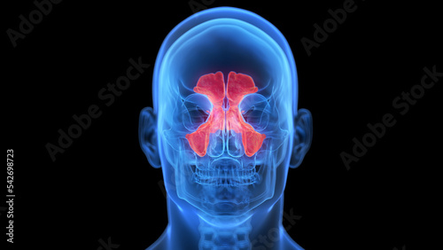 Cuadro en lienzo medical illustration