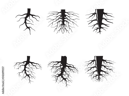 roots collection in black and white
