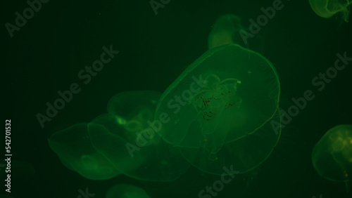 Jellyfish illuminated in green on a green background. Relax concept. Undersea world