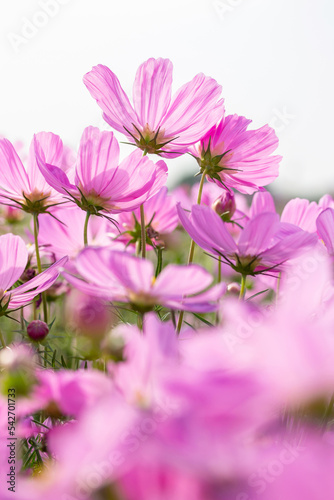 Pink cosmos flowers in the outdoor garden with white sky background © aopsan