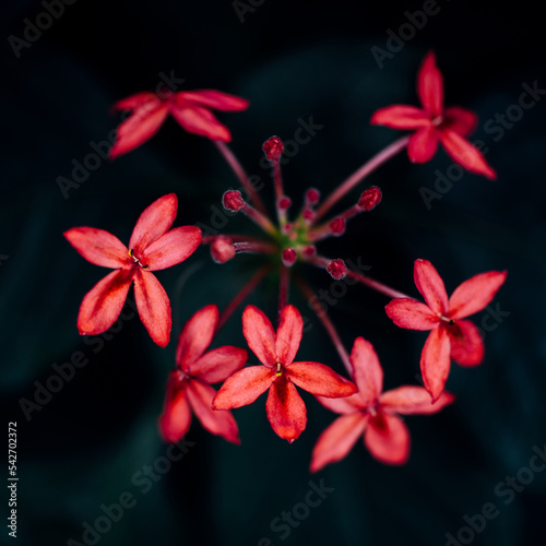 pink flowers on black background