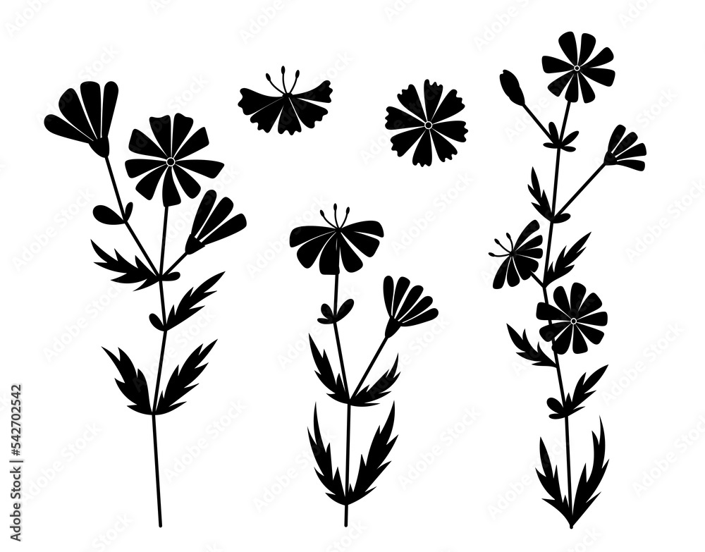 Set of wildflowers. Black silhouettes of chicory.