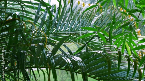 Tropical rain pours on palm leaves. Rainy season in tropics with showers and thunderstorms raining shower in dense forest  close-up of rainfall in jungle. Nature Rainy Season Background Calm Relaxing