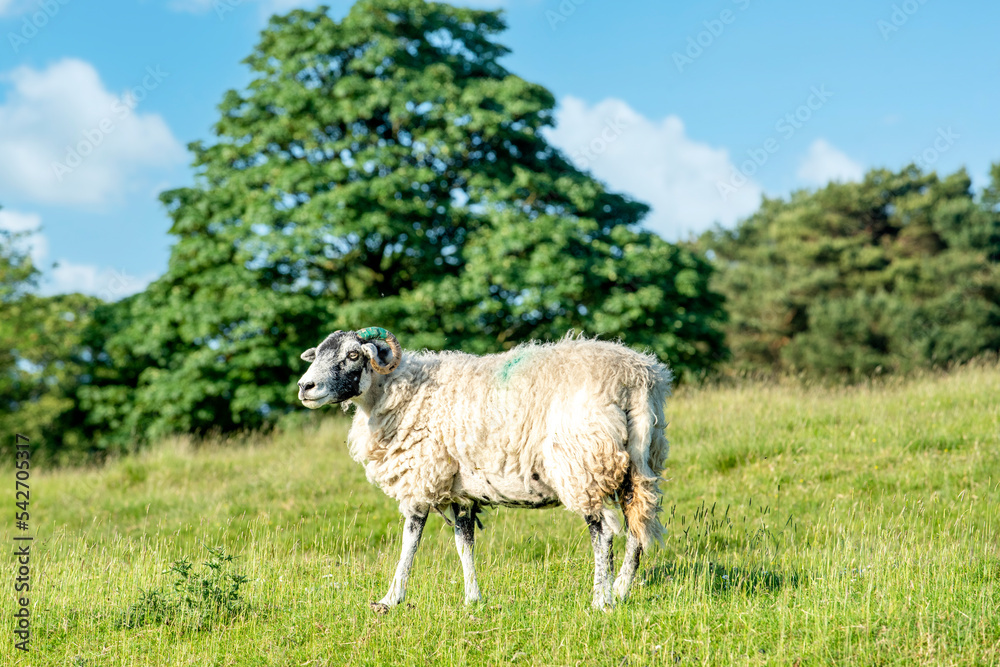 Fototapeta premium The grazing big sheep on the meadow