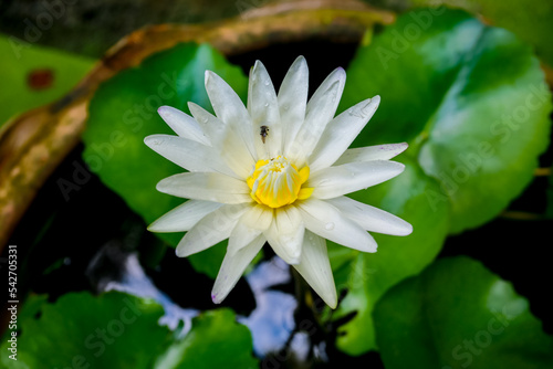 white lotus flower